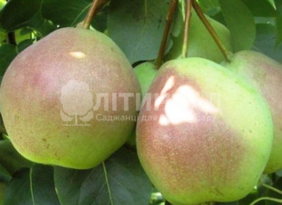 Груша Десертная