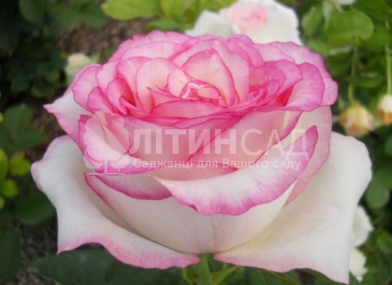 Роза Дольче Вита