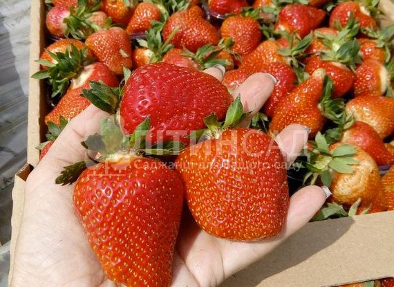 Полуниця Джолі (20 шт) - середній