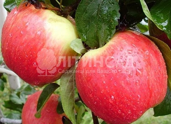Яблуня Ерлі Женева