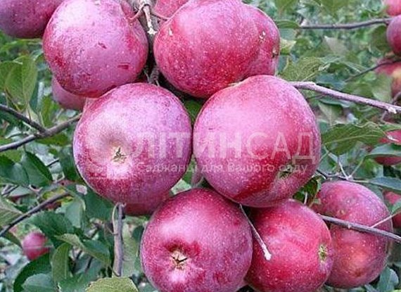 Яблуня Флоріна