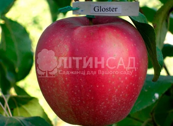 Яблуня Глостер