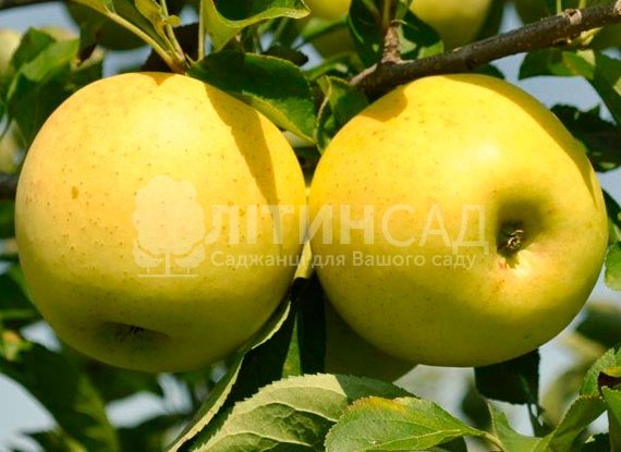 Яблуня Голден Делішес