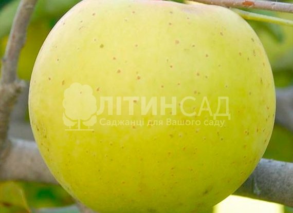 Яблуня Голд Раш