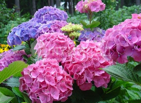 Гортензія "Endless Summer" Нескінченне літо (3л)