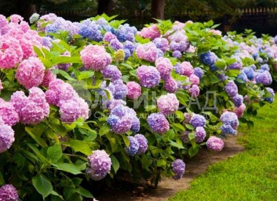 Гортензія "Endless Summer" Нескінченне літо (3л)