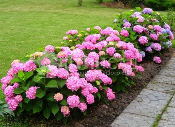 Гортензія "Endless Summer" Нескінченне літо (3л)