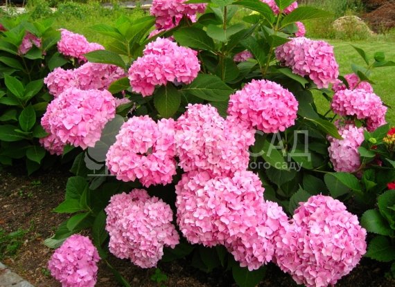 Гортензія "Endless Summer" Нескінченне літо (3л)