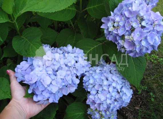 Гортензія "Endless Summer" Нескінченне літо (3л)