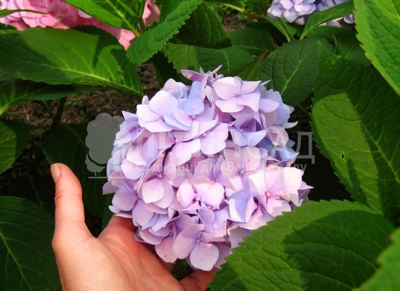 Гортензія "Endless Summer" Нескінченне літо (3л)