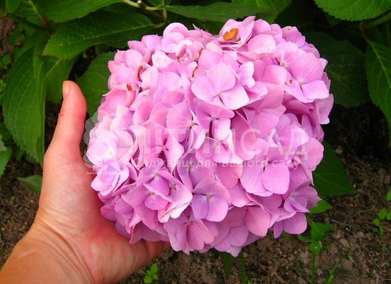 Гортензія "Endless Summer" Нескінченне літо (3л)