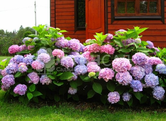 Гортензія "Endless Summer" Нескінченне літо (3л)