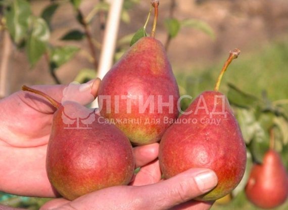 Груша Диколор