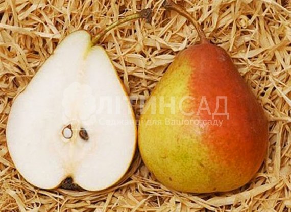 Груша Диколор
