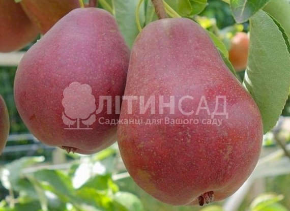 Груша Диколор