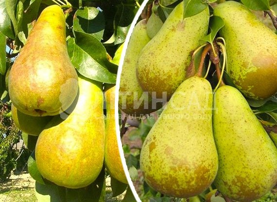 Колоновидная Груша Сапфира