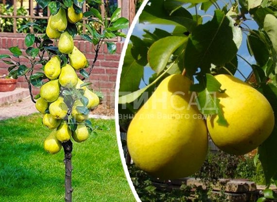 Колоновидная Груша Декора