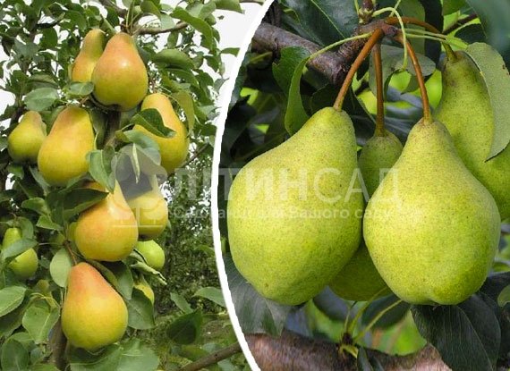 Колоновидная Груша Октябрьська