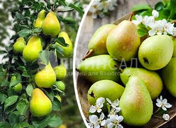 Колоновидная Груша Октябрьська