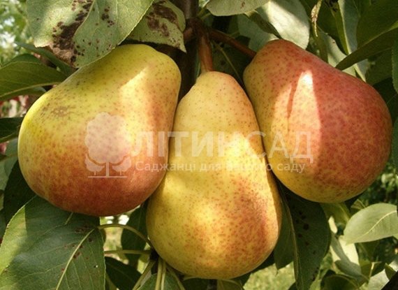 Груша Осінь Буковини