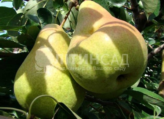 Груша Силк Кинг