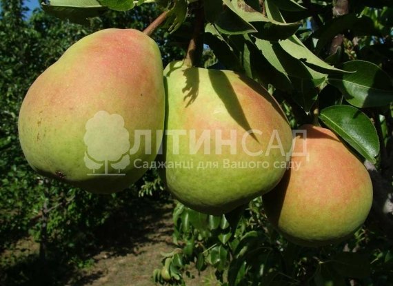 Груша Силк Кинг