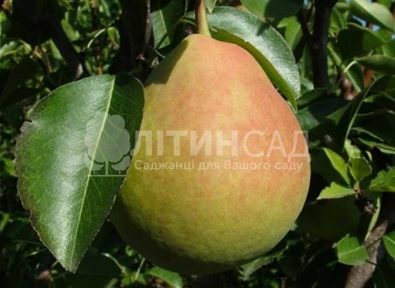 Груша Силк Кинг