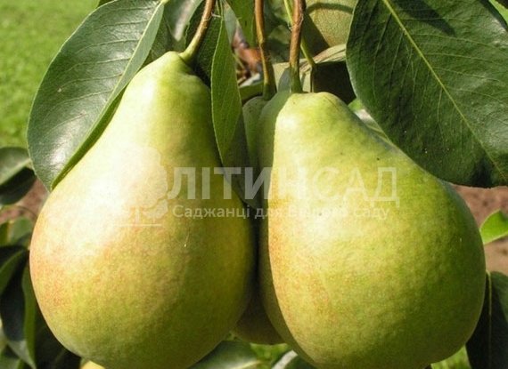 Груша Вижница