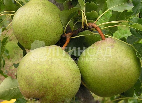 Груша Золотоворітська