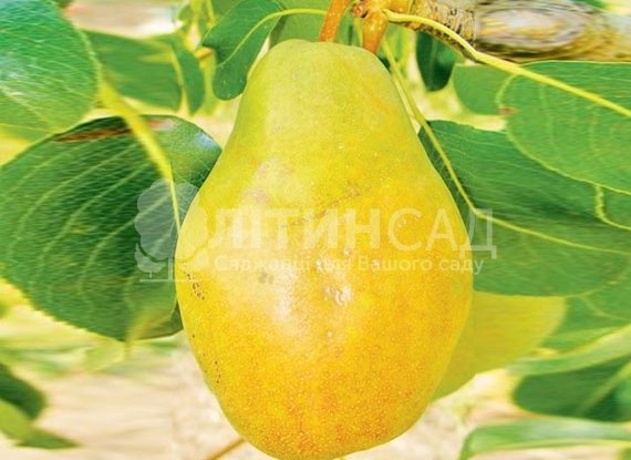 Груша Долорес