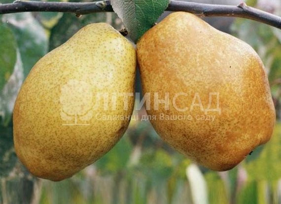 Груша Дюшес Зимний
