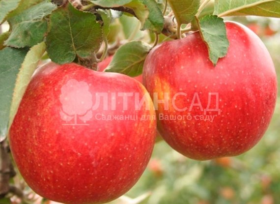 Яблуня Ерли Квин