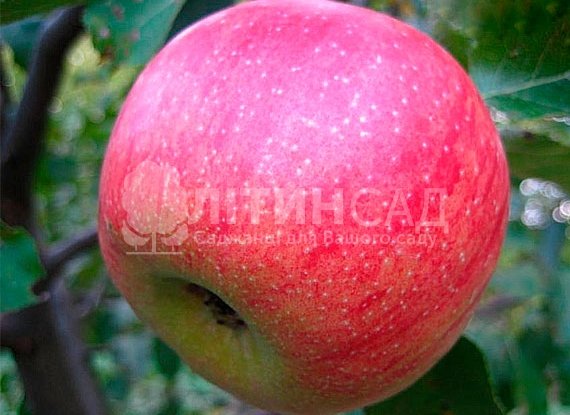 Яблоня Старк Ред Голд