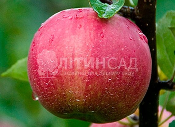 Яблуня Джонатан