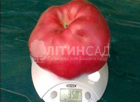 Яблуня Джумбо Помм