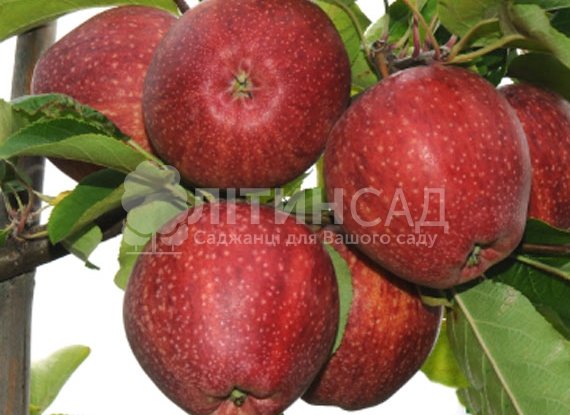 Яблуня Камео