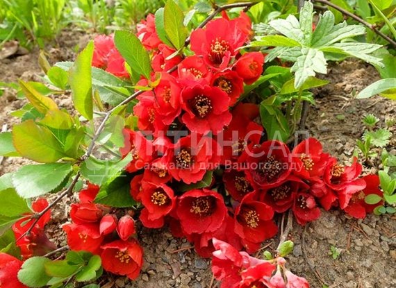 Хеномелес (Айва японська) "Red Joy" (горшок 2л)