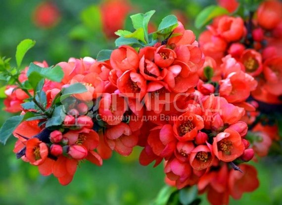 Хеномелес (Айва японська) "Red Joy" (горшок 2л)