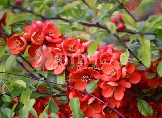 Хеномелес (Айва японська) "Red Joy" (горшок 2л)
