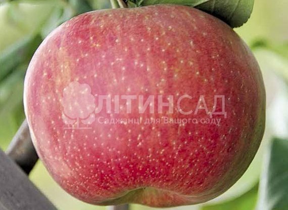 Яблуня Хоней Крисп