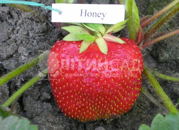 Полуниця Хоней (20 шт)