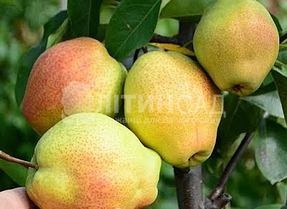 Груша Киргизька красуня
