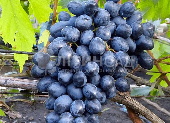 Виноград Киш-миш Королевский