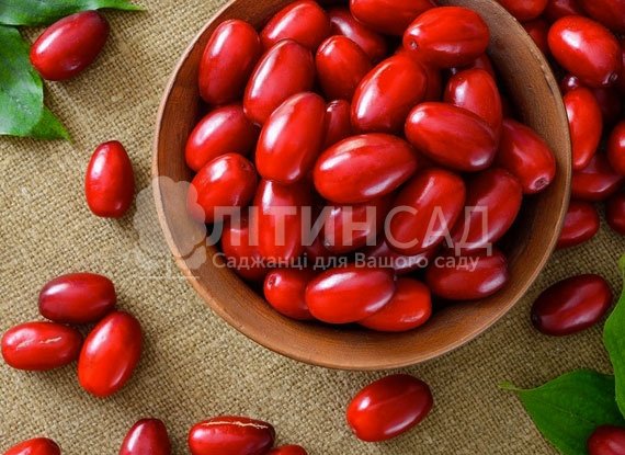 Кизил Семен