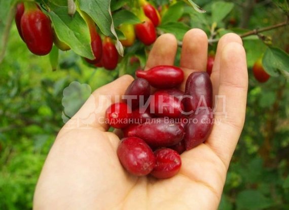 Кизил Володимирський