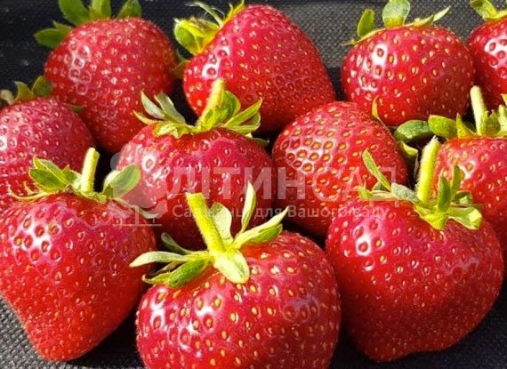 Полуниця Кабрілло (20шт)