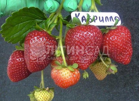 Полуниця Кабрілло (20шт)