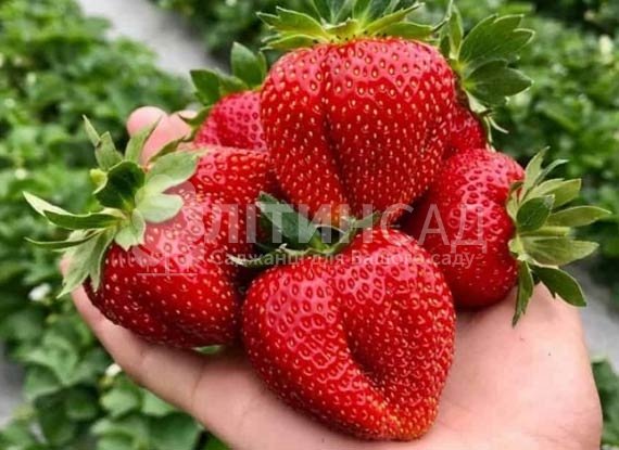 Полуниця Мармелада