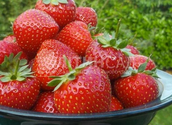 Полуниця Мурано