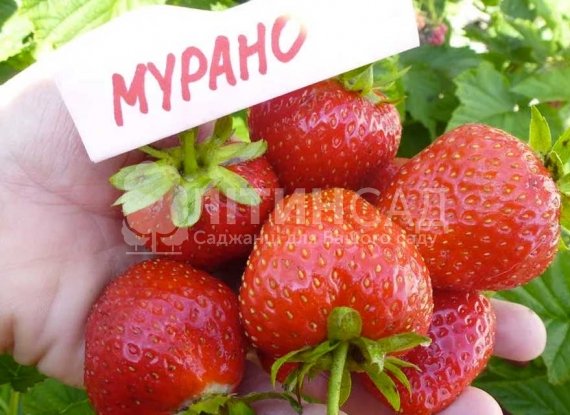 Полуниця Мурано